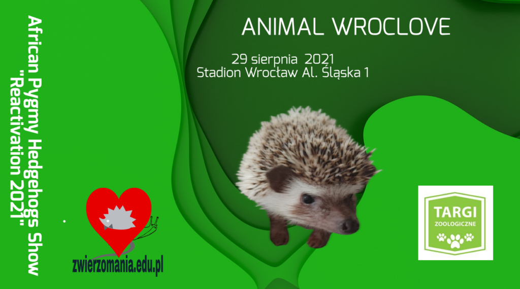 African Pygmy Hedgehogs Show"Reactivation 2021"