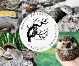 Sponsorzy & Współpraca