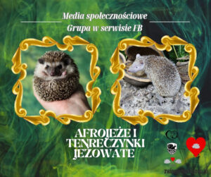 Sponsorzy & Współpraca